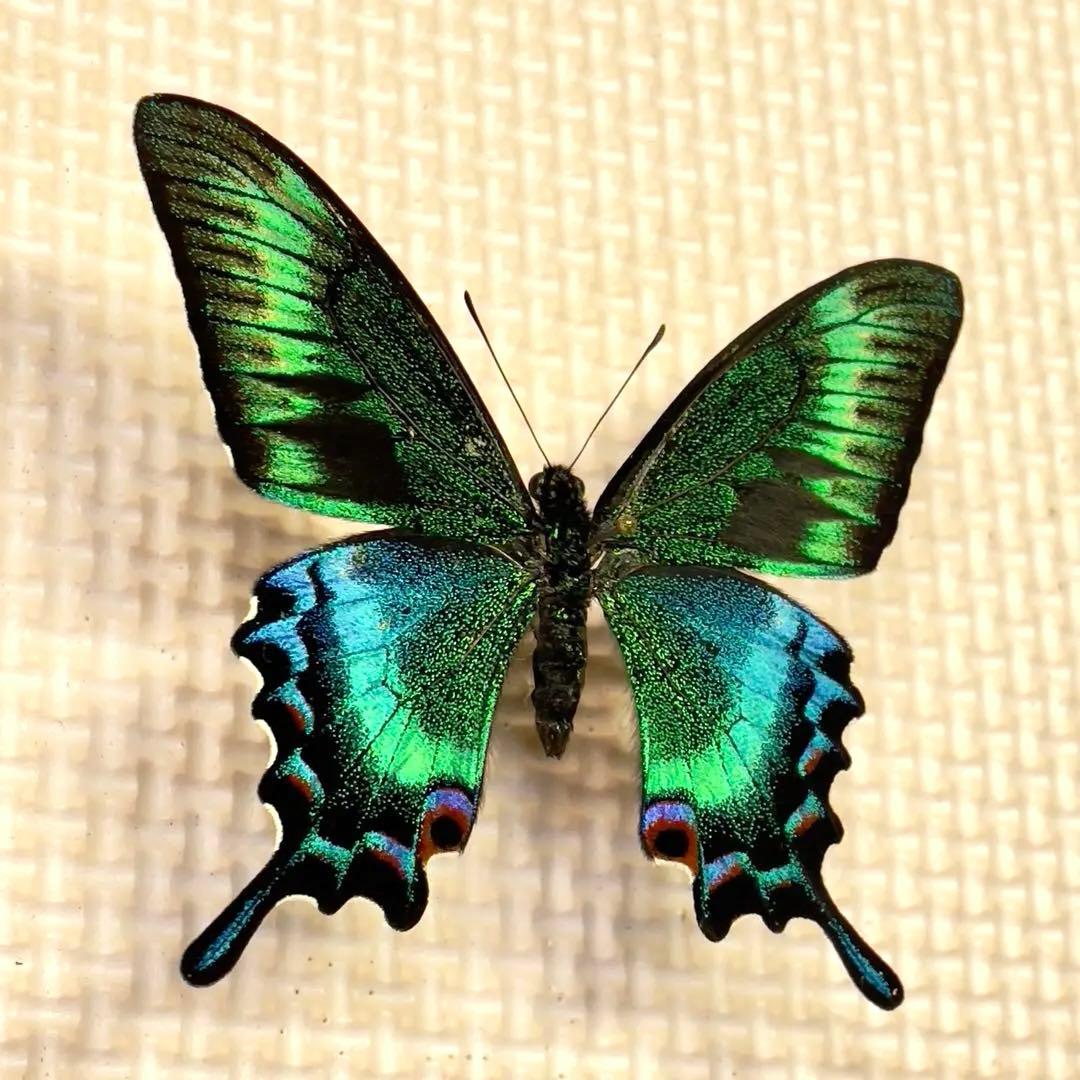 蝶標本　北海道産　極美麗ミヤマカラスアゲハ♂ 飼育品　完品　⭐️マイコレに‼️