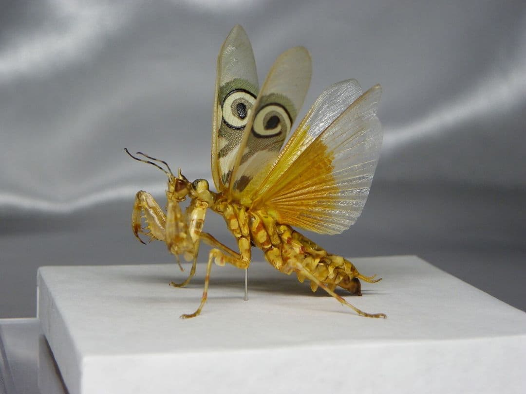 アフリカメダマカマキリ　ペア　立体標本