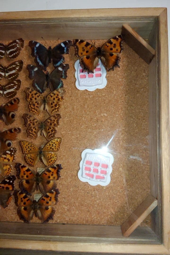 ④蝶 標本 3セット■大型標本箱 ドイツ箱 桐箱ケース付き■昭和 図鑑 昆虫