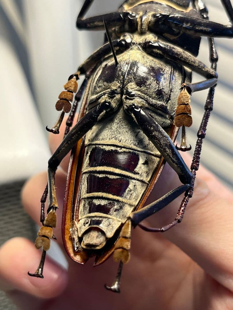 【103mm】アラゲオオウスバカミキリ 甲虫昆虫標本タランチュラ　標本