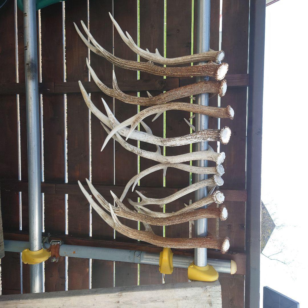 鹿の角 ハンガーラック用パーツ 6本