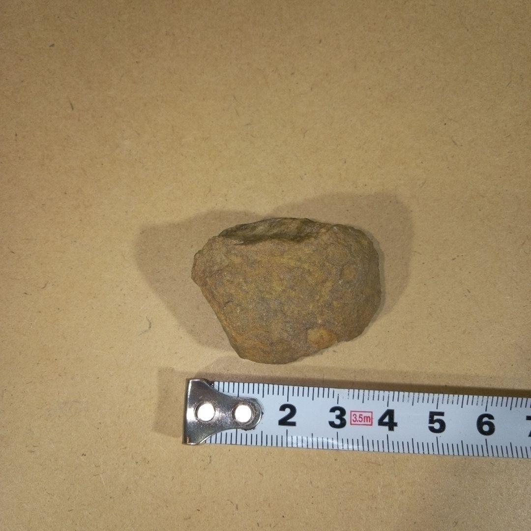 三葉虫　化石　fossil　ボリビア産　レア　Fossil判別⑨