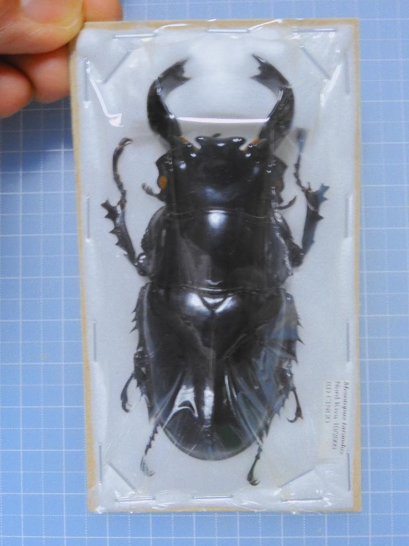 コンゴ産　タランドツツヤクワガタ　86mm