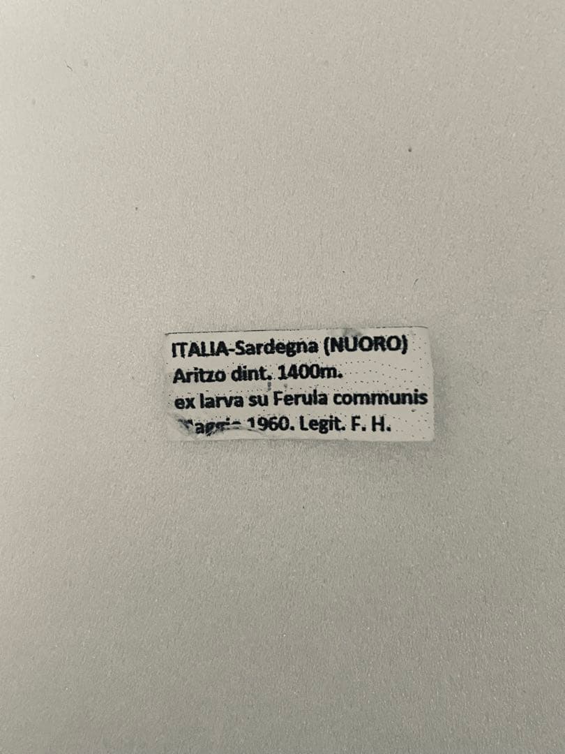 パピリオ・ホスピトン（イタリア産、1メス）