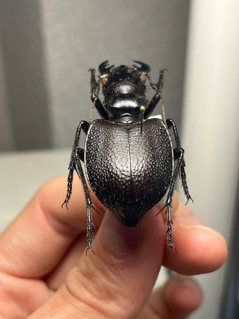 【美麗♀】オオエンマハンミョウ Manticora タンザニア産 昆虫標本