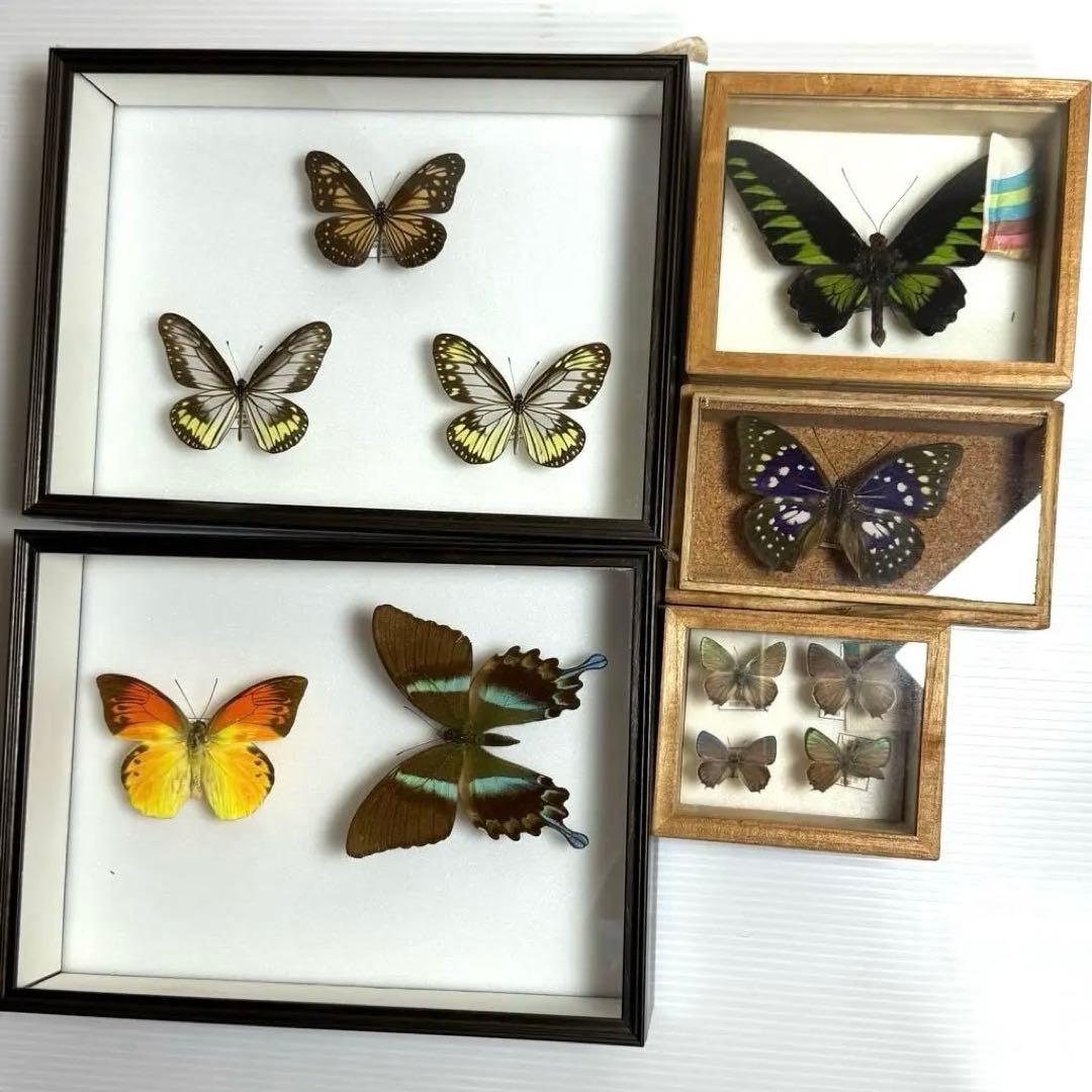 蝶々標本　ブルメイアゲハ　ヒイロツマベニチョウ おおむらさきなど