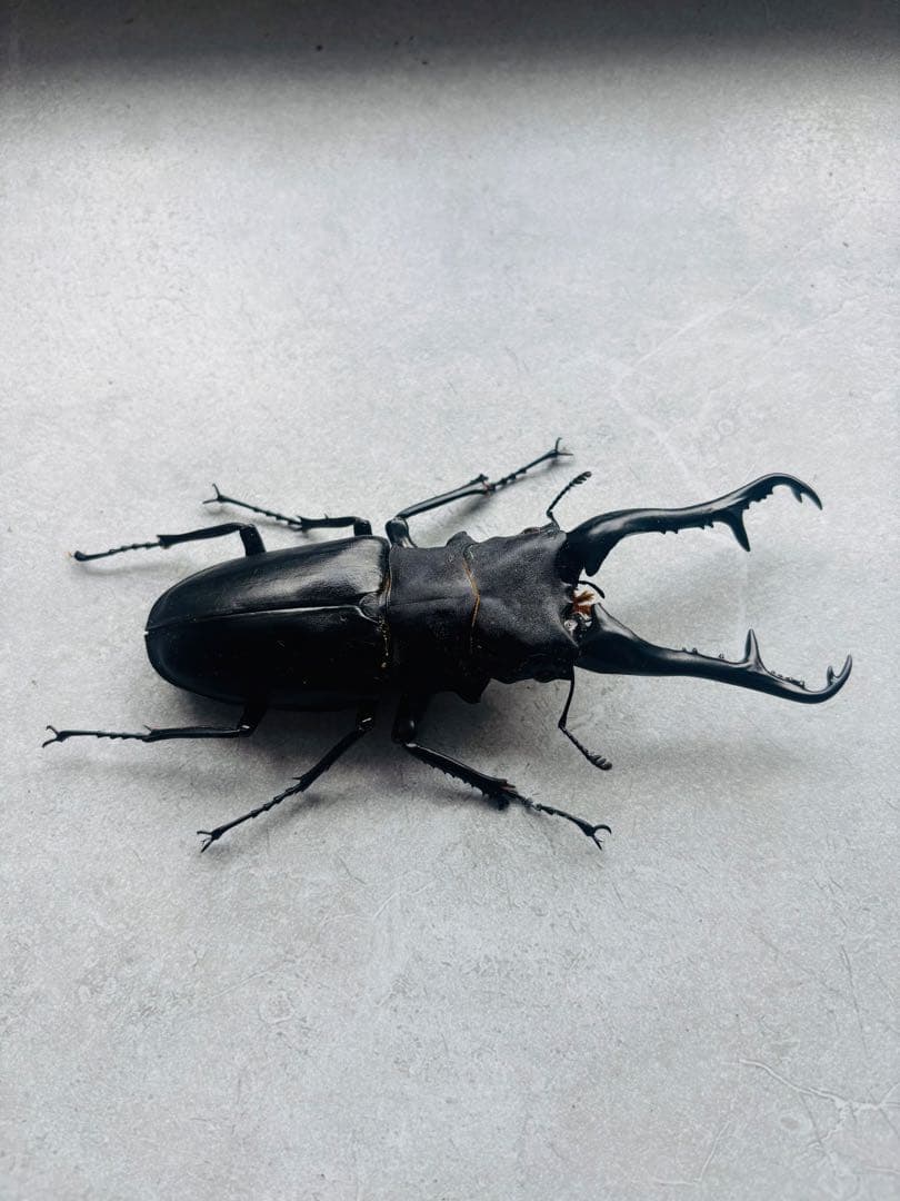 特大　ギラファノコギリクワガタ　オス113ミリ　標本