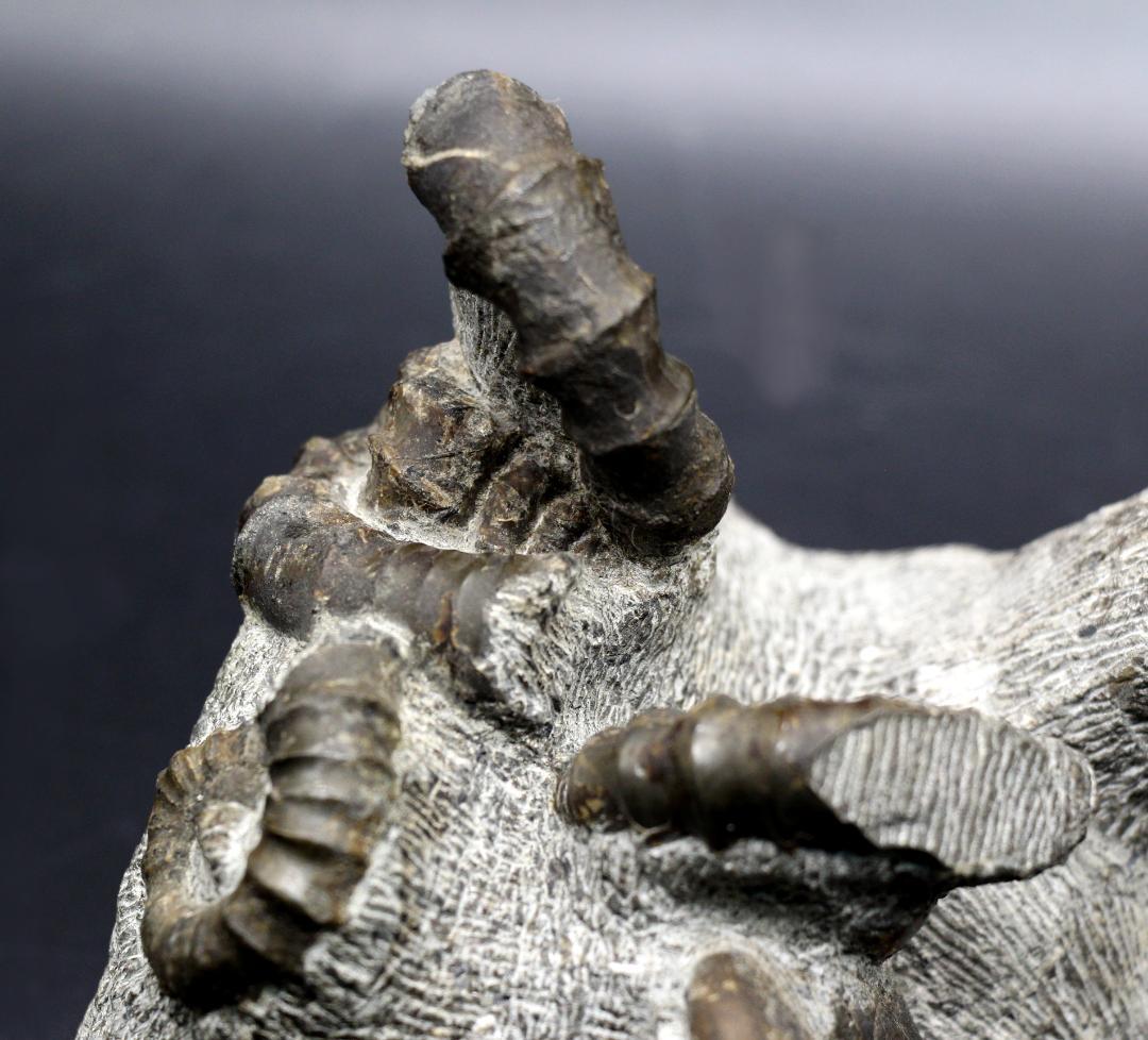 【限定値下げ中】博物館級 異常巻 アンモナイト 7化石密集 アイノセラス 高品質