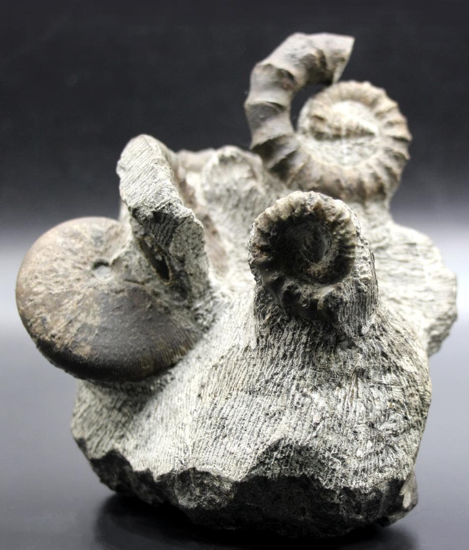 【限定値下げ中】博物館級 異常巻 アンモナイト 7化石密集 アイノセラス 高品質