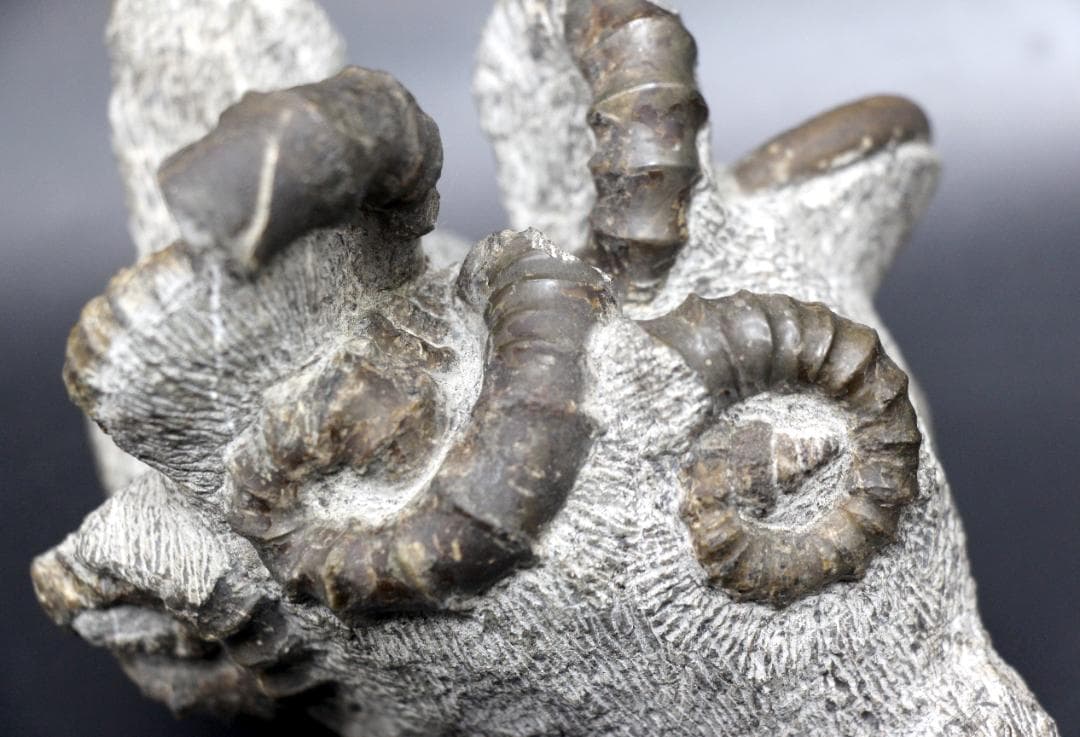 【限定値下げ中】博物館級 異常巻 アンモナイト 7化石密集 アイノセラス 高品質