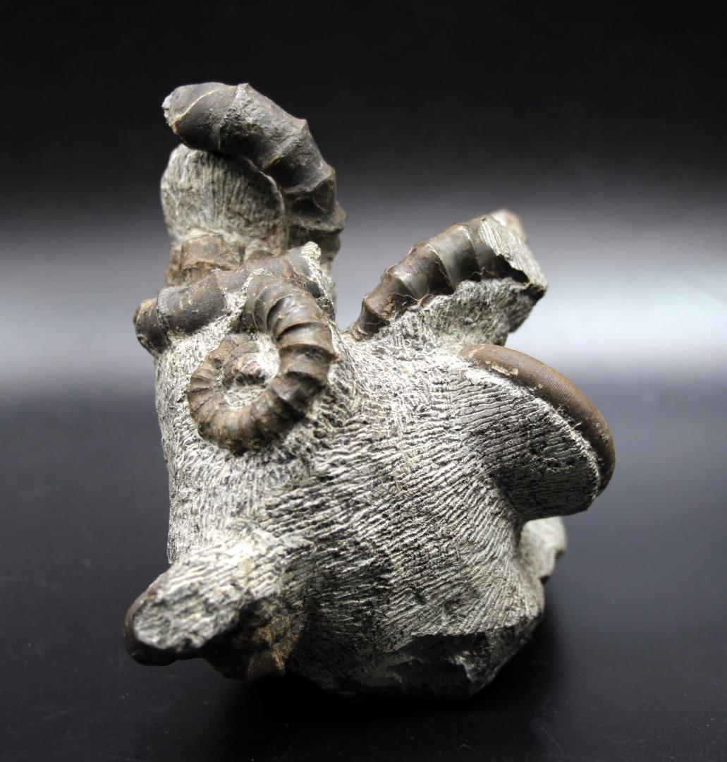 【限定値下げ中】博物館級 異常巻 アンモナイト 7化石密集 アイノセラス 高品質