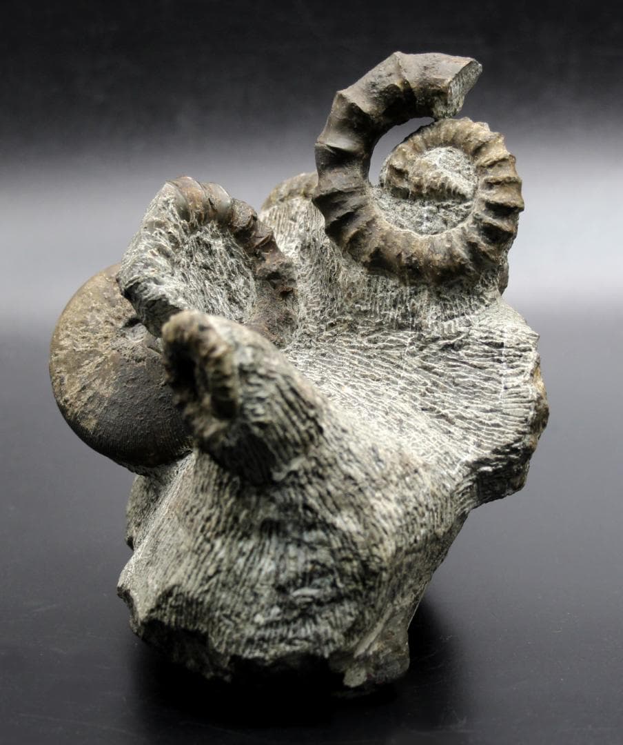 【限定値下げ中】博物館級 異常巻 アンモナイト 7化石密集 アイノセラス 高品質