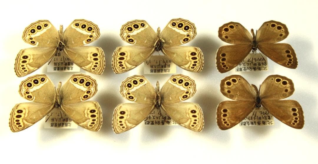 カ*コ様 ウラジャノメ　北海道産　6♂　日本産蝶標本