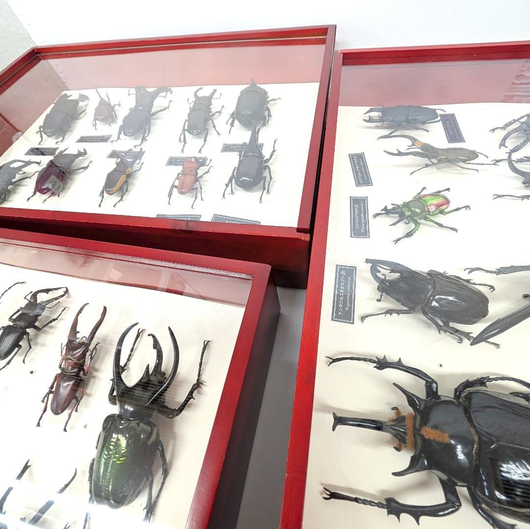 デアゴスティーニ 世界の昆虫 フィギュア30体セット 現状品 コレクションBOX