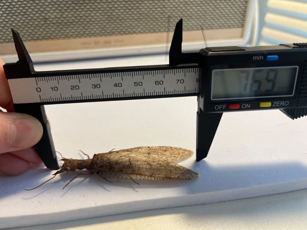 【♀】オオアゴヘビトンボ 奇蟲 タランチュラ ムカデ 標本 昆虫標本 蜻蛉