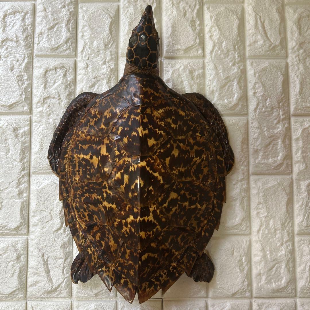 ウミガメ　タイマイの剥製　国際希少野生動植物登録票有り