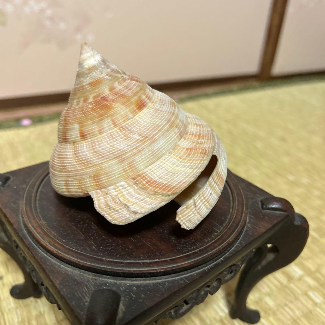 オキナエビス貝