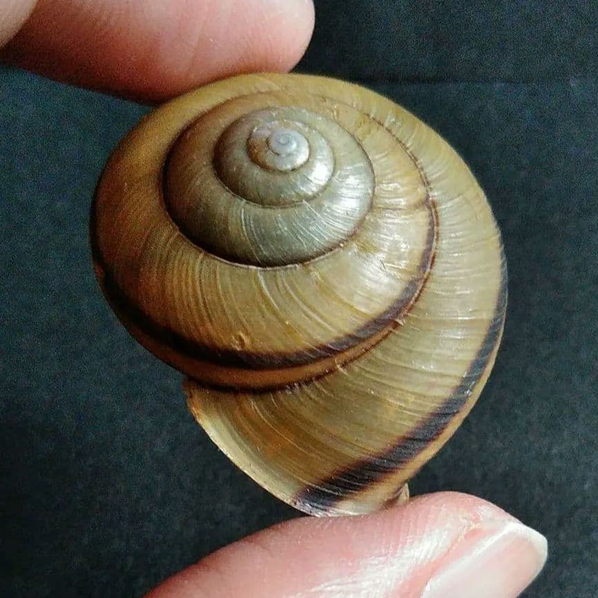 骨格　標本　カタツムリ　殻　美品　３５mm