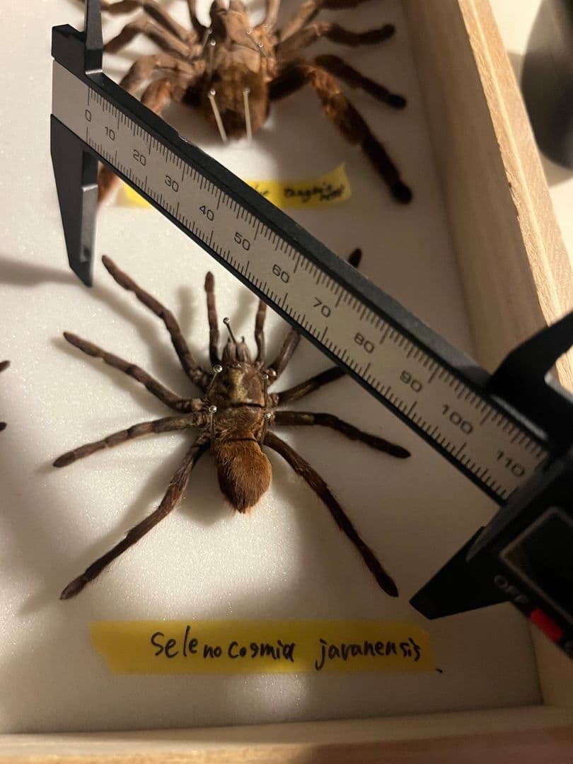 【標本】ジャワイエローニー アースタイガー タランチュラホーク ムカデ