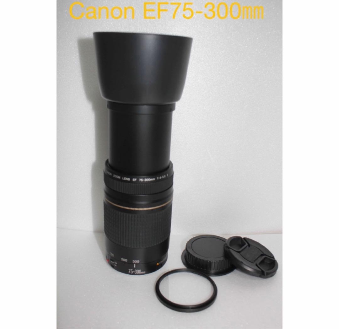 人気の望遠レンズ/フード付き/キヤノン Canon EF75-300㎜