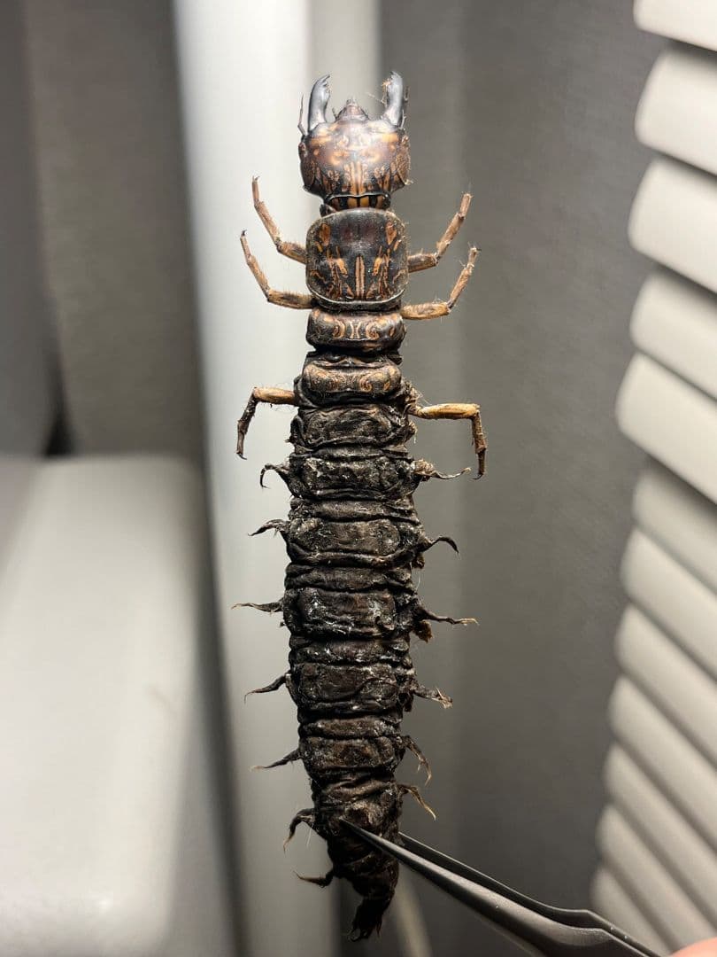 【模様綺麗】オオキバヘビトンボ ウスバカゲロウ蜻蛉トンボ　標本