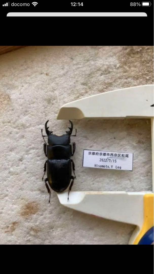 馬度産ヒラタ&オキナワヒラタ&ネブト