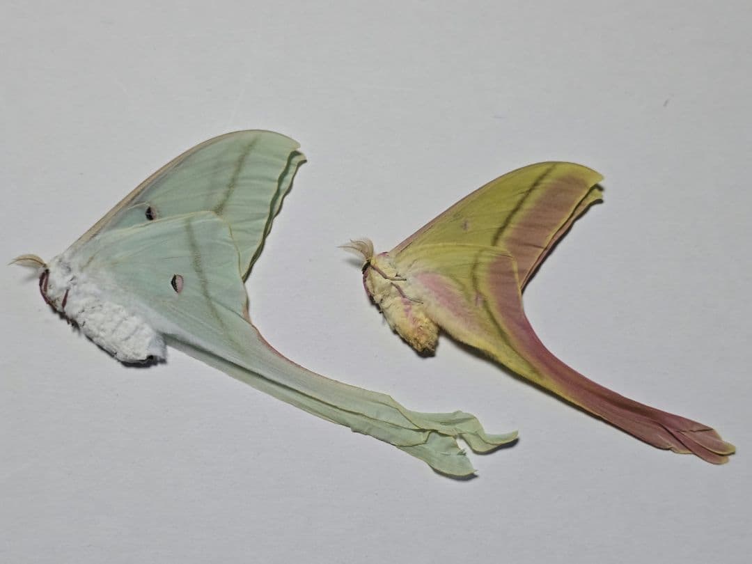Actias rhodopneuma ♂♀ペア