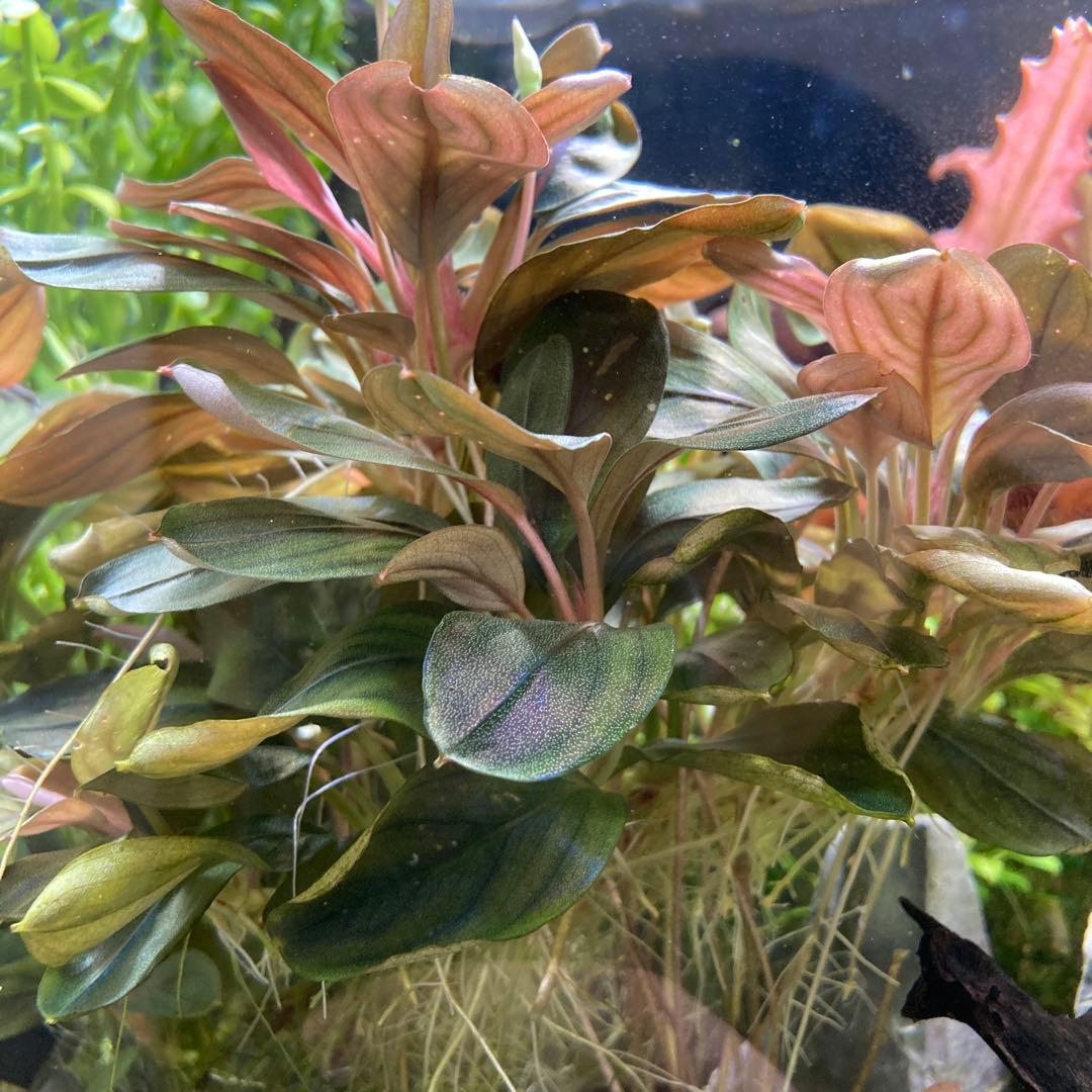 Bucephalandra ブセファランドラ　群生株　水中葉