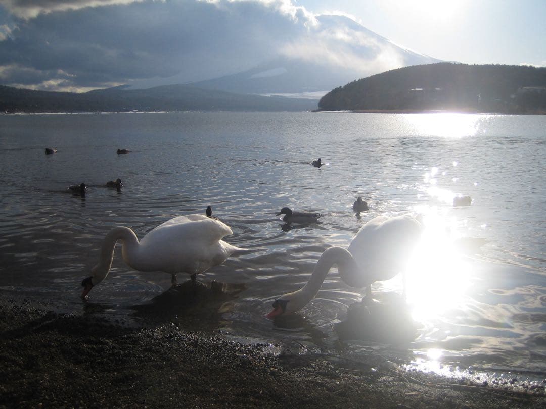 Canon IXY DIGITAL 50 キャノン　デジカメ　コンデジ