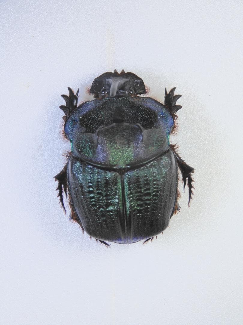 パラグアイ産　エンシフェールニジダイコクコガネ　44mm♀