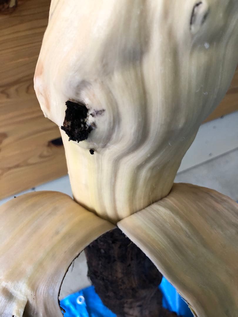 とすこ　天然山葡萄ヒゴ