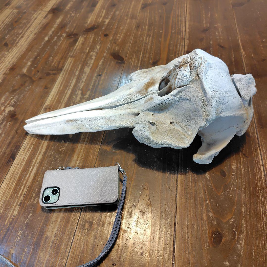 イルカの頭骨標本 52cm