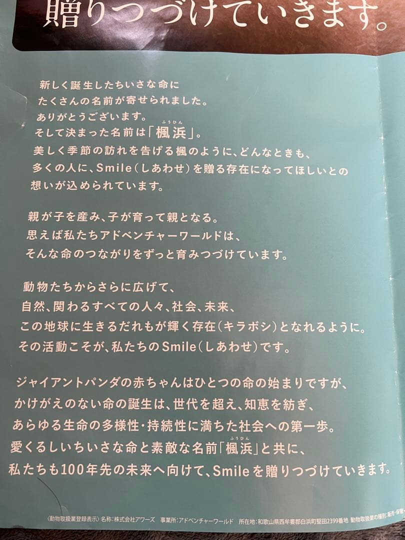 楓浜 アドベンチャーワールド　誕生記念ポスター72×51cm 白浜市配布非売品