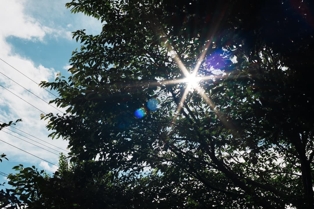 【極美品】Carl Zeiss Planar 50mm F1.4 MMJ 374