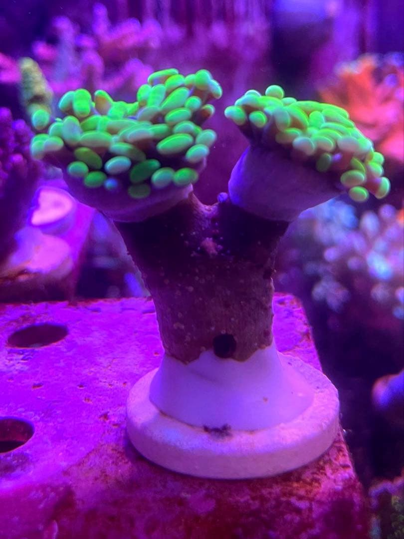 ぽん様　マメスナ➕はなグリーンセット