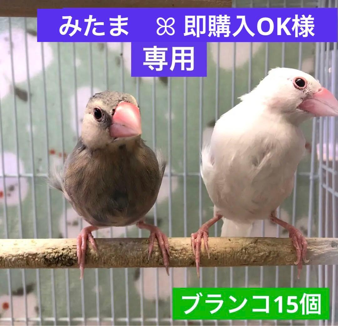 みたま　ꕤ 即購入OK