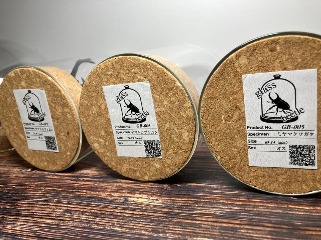 【Glass Beetleヤマトカブトムシ標本 GB-006】