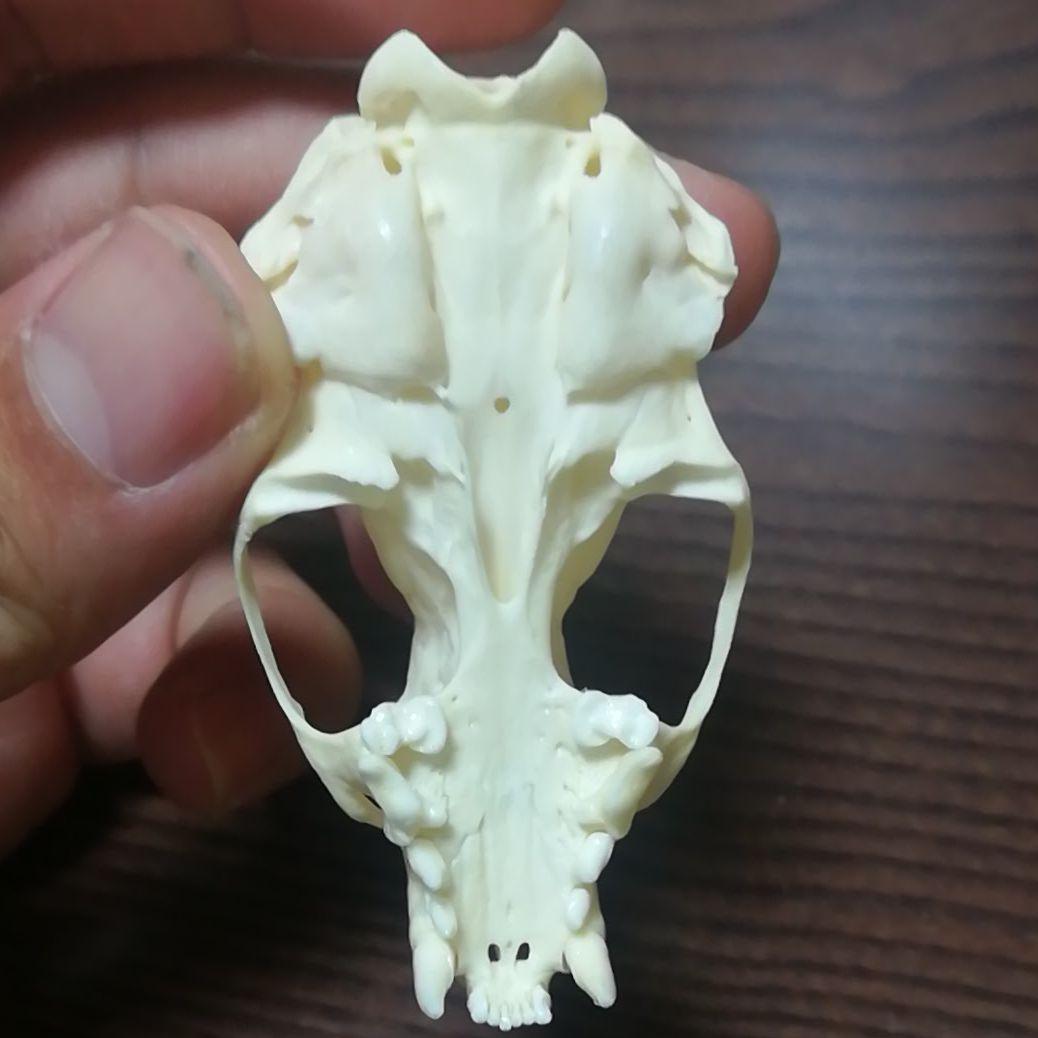 ミンク 標本 頭骨