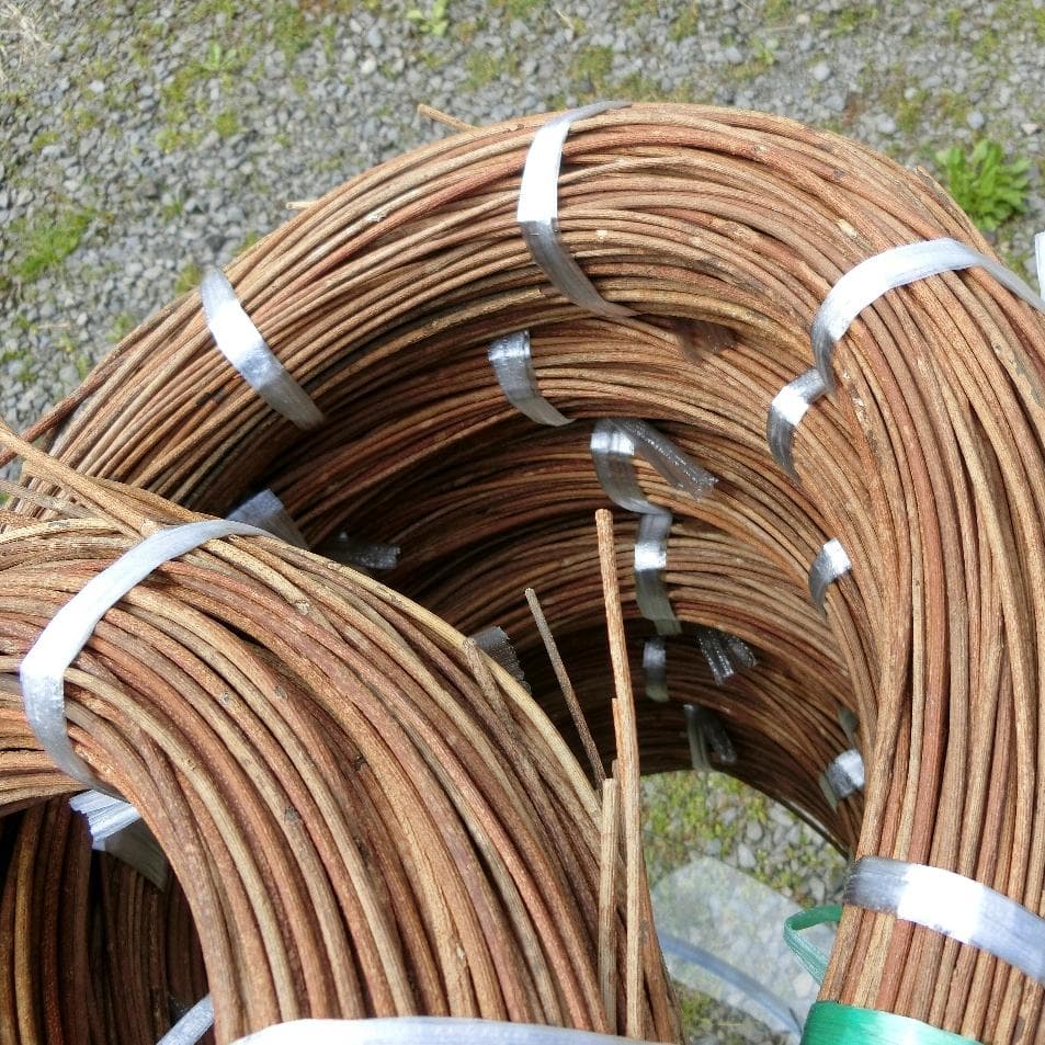 黄色いくまさん　青森岩木山採取　あけび蔓　150cm～ 15kg　1