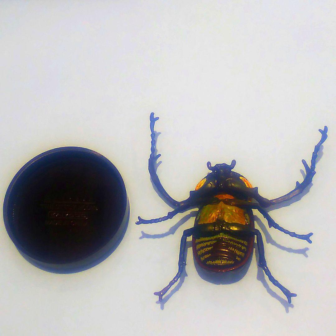 ヤンバルテナガコガネ 国立科学博物館