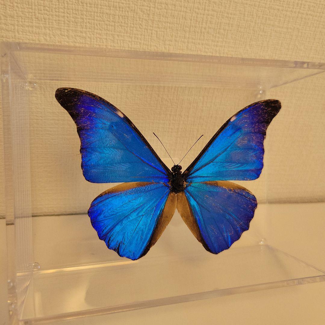蝶の標本　熱帯ジャングルを舞う宝石(特珍)