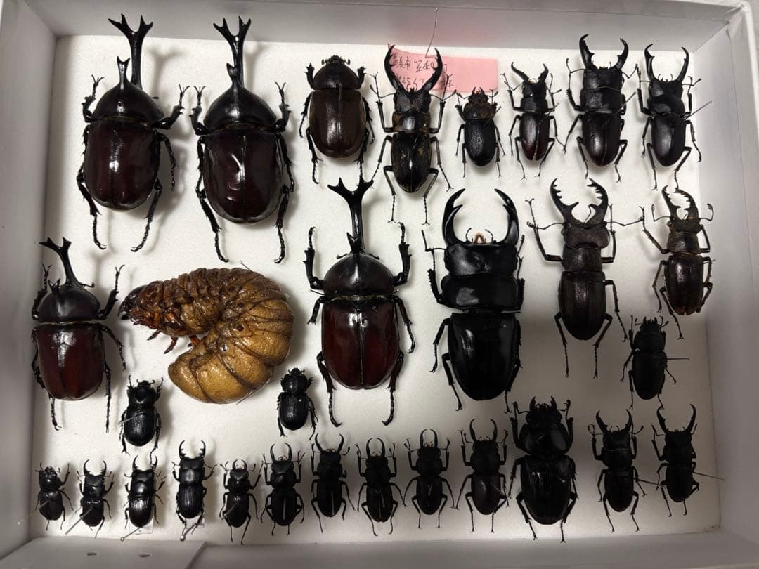 日本のクワカブセット、貴重個体あり