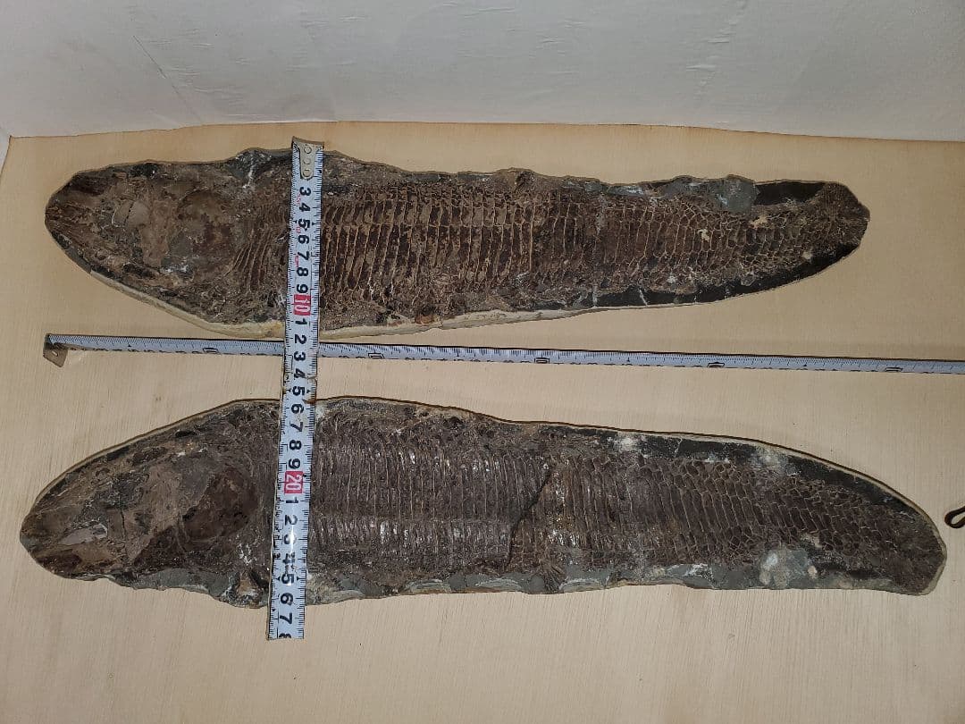 ブラジル産？　魚の化石