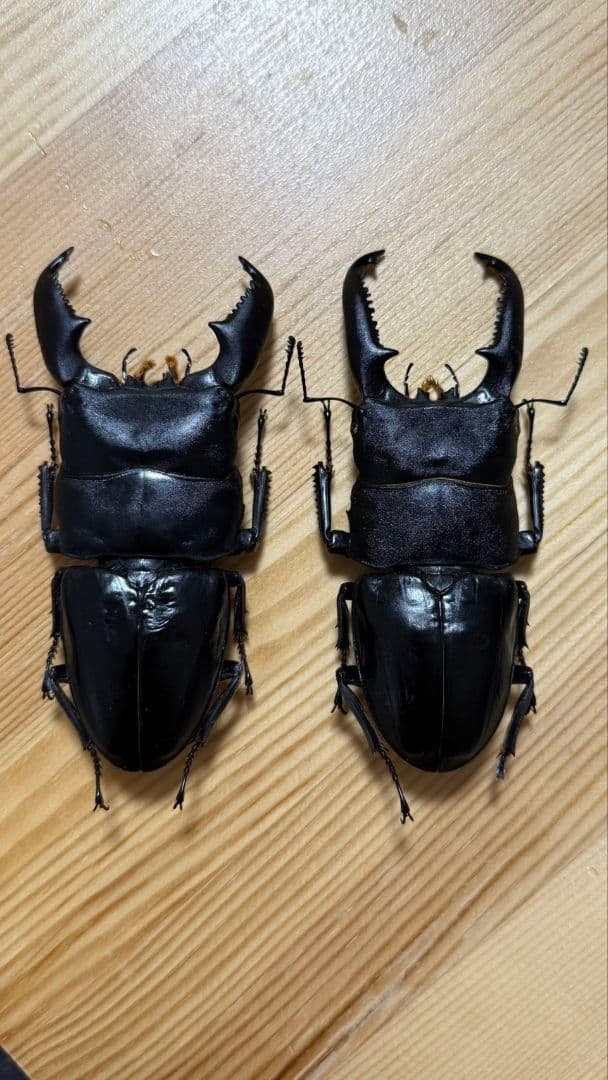 スマトラオオヒラタ　パラワンオオヒラタ　Ｂ品