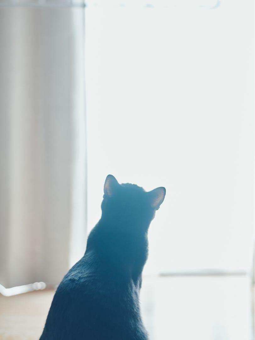 hasselblad F Planar 80mm f/2.8 美品 gfx