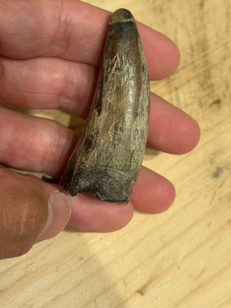 ニジェールのサルコスクスの歯　化石　恐竜