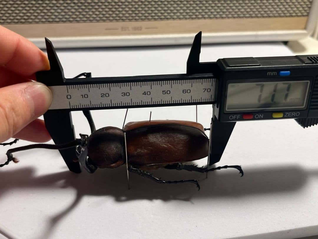 【71mm】セラムドウナガテナガコガネ テナガカミキリ昆虫標本