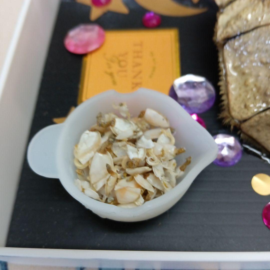 稀少レア四国太平洋沖深海生物タカアシガニふんどし腹リアル凹凸標本置物コレクション