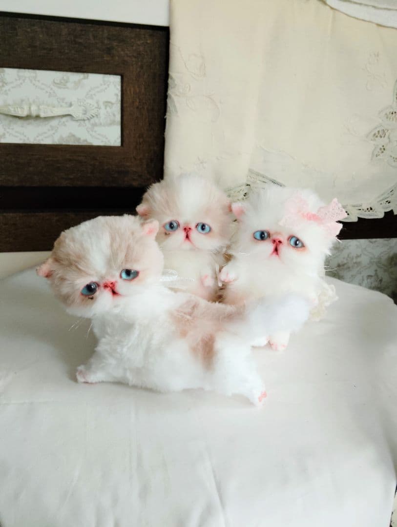 madame fufu様❤オーダー❤エキゾチック子猫ちゃん♡お腹ぽっこりちゃん♡