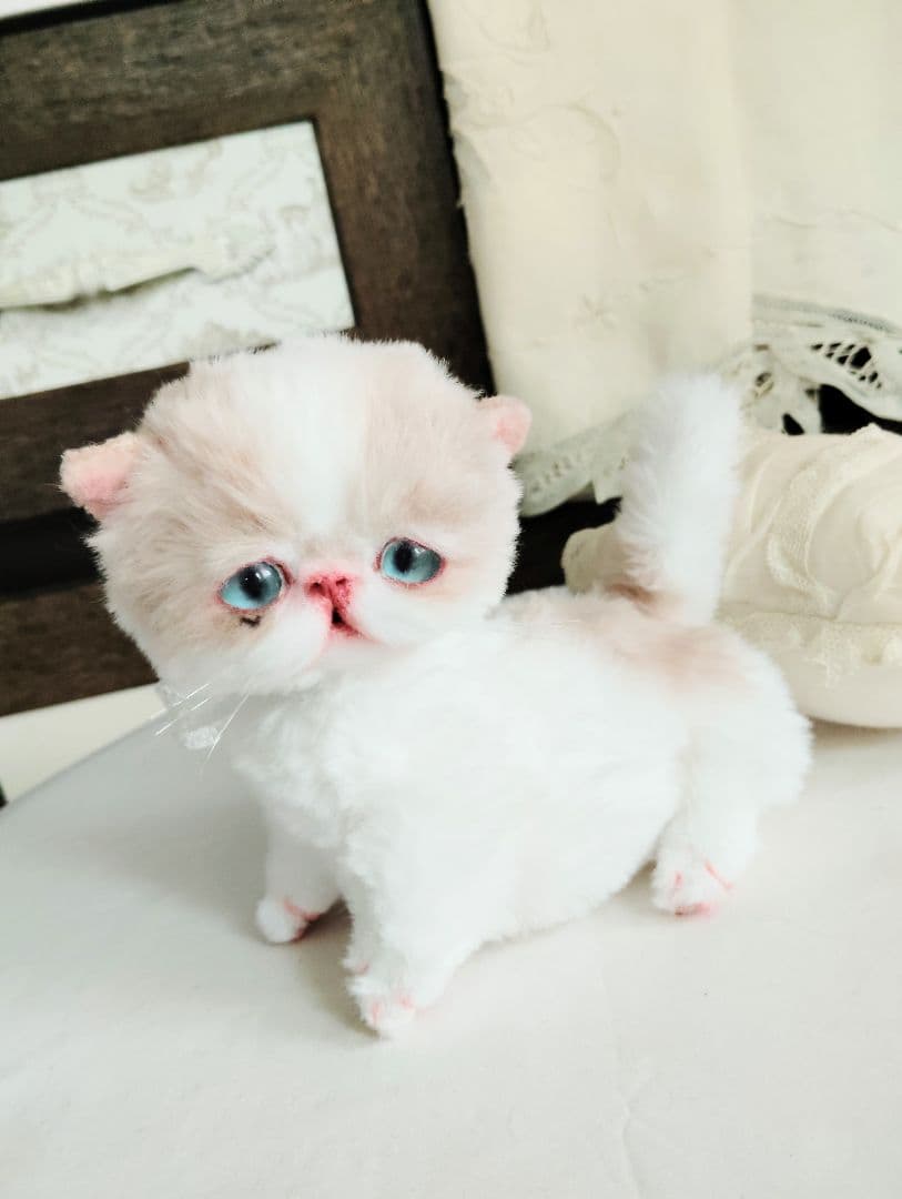 madame fufu様❤オーダー❤エキゾチック子猫ちゃん♡お腹ぽっこりちゃん♡